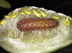 Каллимах_гусеница_V_3